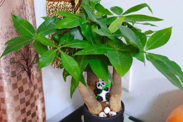 家居风水树:揭秘提升家居运势的绿色守护神 家居风水树:揭秘提升家居运势的绿色守护神