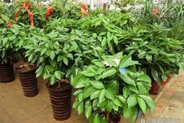 家居风水树:揭秘提升家居运势的绿色守护神 家居风水树:揭秘提升家居运势的绿色守护神