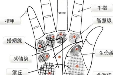 掌纹中的天干，如何影响你的一生