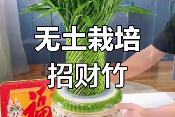 芙蓉花开，家居风水新宠：招财纳福的秘密武器