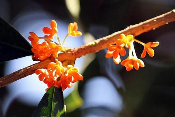 茗字五行属性揭秘,竟然是这个元素! 茗字五行属性揭秘,竟然是这个元素!