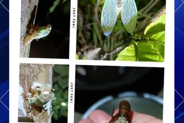 金蝉脱壳，谁才是真正的守财高手？