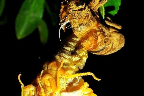 金蝉脱壳，谁才是真正的守财高手？