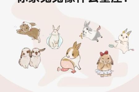 兔年星座运势揭秘：你的生肖星座运势如何？