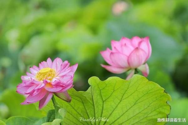 想知道未来吗？禽星排盘教你掌握人生关键