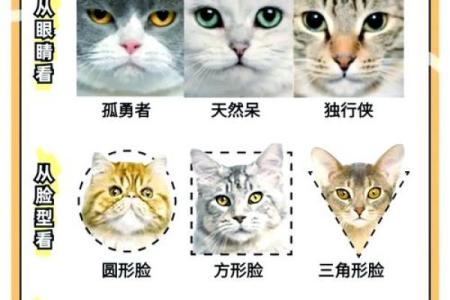 生肖猫：揭秘12生肖中的喵星人魅力