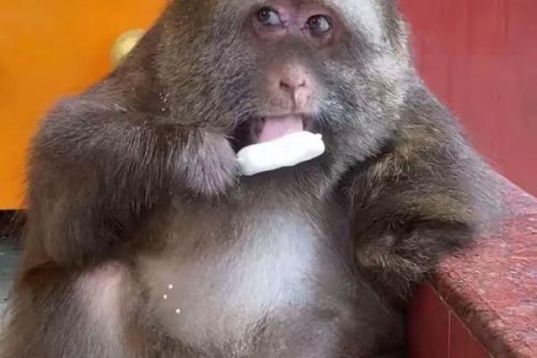 马猴风采，人气爆棚