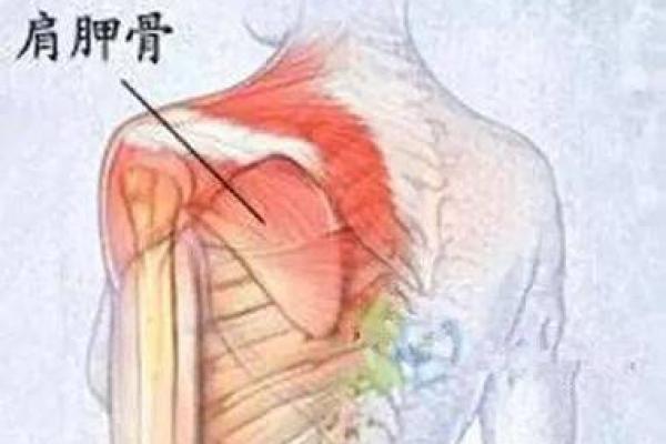 肩胛窝面相揭秘：隐藏的运势密码，你的肩胛窝透露了哪些人生秘密？