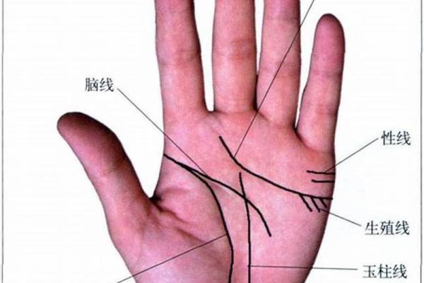 手相揭秘：揭秘你的婚姻命运，看手相真的能预知离婚吗？