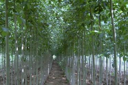 树苗公司起名指南：如何给你的公司取个与众不同的名字