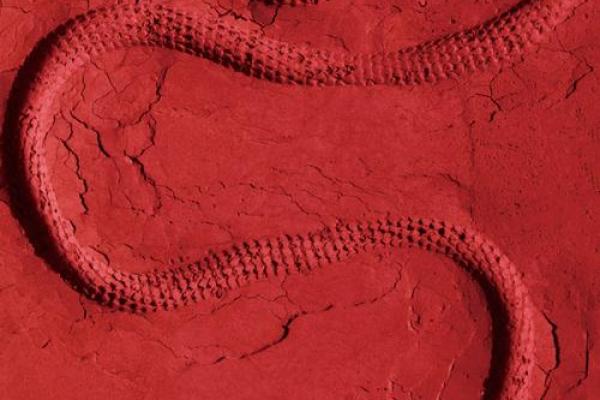 蛇见牛心，真命天子？