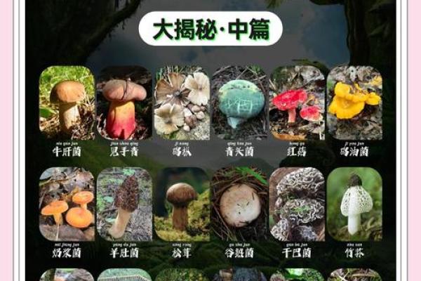 最具吸引力的食用菌公司名字推荐