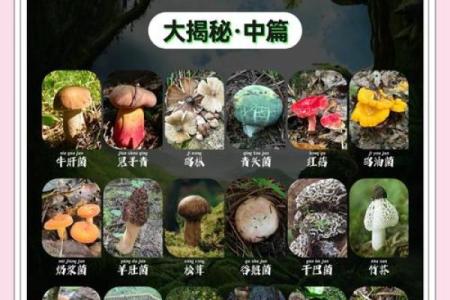 最具吸引力的食用菌公司名字推荐