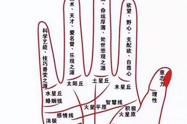 掌中乾坤：揭秘掌丘手相，洞悉你的命运秘密
