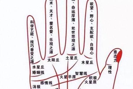 掌中乾坤：揭秘掌丘手相，洞悉你的命运秘密
