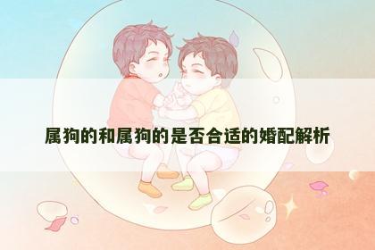 属狗的和属狗的是否合适的婚配解析