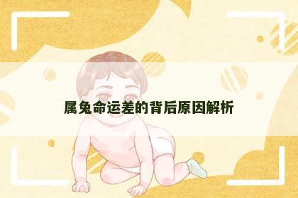 属兔命运差的背后原因解析